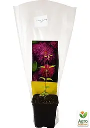 Саджанець Agro-Market Клематис Blushing Lady (38147) - мініатюра 3