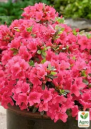 Саджанець Agro-Market Азалія Японська Geisha Red (181739) - мініатюра 2
