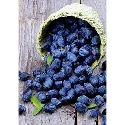 Саджанець Agro-Market Жимолость Дочка Велетня (середній термін дозрівання, ягоди не осипаються) 1 шт. в упаковці (43968) - мініатюра 5