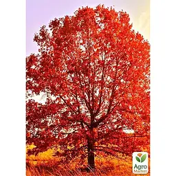 Саджанець Agro-Market Дуб яскраво-червоний Quercus rubra (стійкий до шкідників і хвороб) (44850) - мініатюра 4