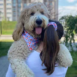 Набір бандана Hat-Dog + резинка (M) - мініатюра 2