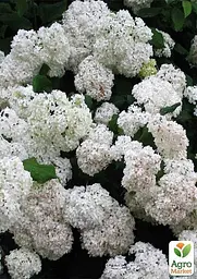 Саджанець Agro-Market Гортензія крупнолиста біла Bright White (44818) - мініатюра 5