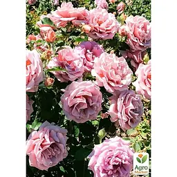 Троянда флорибунда Agro-Market Koko Loko саджанець класу АА+ 1 шт. в контейнері (180842) - мініатюра 3