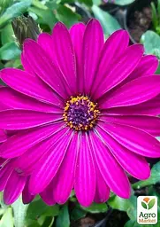 Остеоспермум "Sunny Mary" (контейнер № 10 висота 10-20 см) (47979) 1 саженец - мініатюра 2