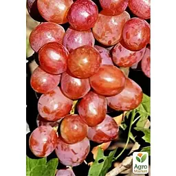 Саджанець Agro-Market Виноград Суперник (солодкий рожевий мускат) (183605) 1 шт. - мініатюра 2
