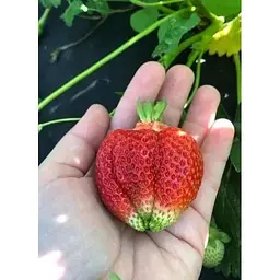 Саджанець Agro-Market Полуниця Азія (Asia) 5шт (середньо-ранній термін дозрівання, великоплідний сорт) (36949) - мініатюра 10