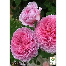 Саджанець Agro-Market Троянда англійська James Galway (клас АА +) вищий сорт (17386) 1 шт. - мініатюра 2