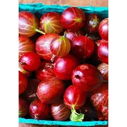 Саджанець Agro-Market Агрус Аристократ (середньо-пізній термін дозрівання) 1 шт. в упаковці (46145) - мініатюра 2