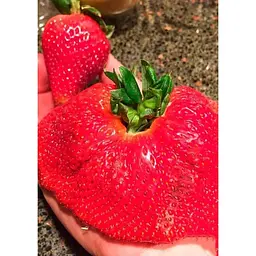 Саджанець Agro-Market Полуниця Гігант джорнея 5шт (середньо-ранній термін дозрівання, високоврожайний сорт) (37309) - мініатюра 3