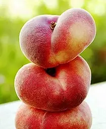 Саджанець Agro-Market Персик жовтий з яскравим рум'янцем Тропічний рай (Tropical paradise) (англійська селекція, преміальний високоврожайний сорт) (39930) 1 шт. в упаковці - мініатюра 6