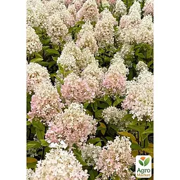 Саджанець Agro-Market Гортензія 3-х річна волотиста Magical Sweet Summer (183335) 1 шт. в упаковці - мініатюра 2