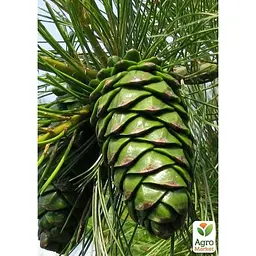Саджанець Agro-Market Сосна кедрова Armandii (чудовий смак справжніх кедрових горіхів) (50857) - мініатюра 2