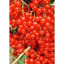 Саджанець Agro-Market Порічка (смородина) червона Львів'янка (середньо-ранній термін дозрівання, сорт високостійкий до хвороб) 1 шт. в упаковці (19919) - мініатюра 2