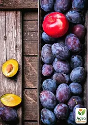 Саджанець Agro-Market Слива Топ Хіт (осінній сорт, пізній термін дозрівання) 1 шт. в упаковці (39979) - мініатюра 3