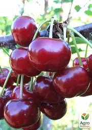 Саджанець Agro-Market Вишня Крішана (літній сорт, ранній термін дозрівання) 1 шт. в упаковці (23658) - мініатюра 2