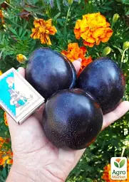 Саджанець Agro-Market Слива диплоїдна Блек Сплендор (Black Splendor) (літній сорт, середній термін дозрівання) 1 шт. в упаковці (63194) - мініатюра 3