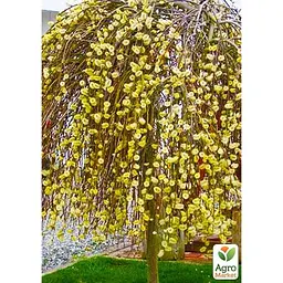 Саджанець Agro-Market Верба плакуча на штамбі Kilmarnock (висота 1.2-1.3м) (62465) - мініатюра 4