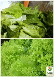 Насіння Agro-Market Салат Австралійський на вагу ціна за 5 г (22072) - мініатюра 3