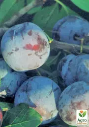 Саджанець Agro-Market Слива Кубанська рання (літній сорт, ранній термін дозрівання) 1 шт. в упаковці (37354) - мініатюра 2