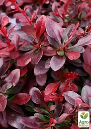 Саджанець Agro-Market Барбарис Тунберга 3-х річний Atropurpurea Nana С3, висота саджанця від 25см (175131) - мініатюра 2