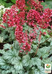 Саджанець Agro-Market Гейхера (Heuchera) Paris С1 (висота 15-30см) (154089) - мініатюра 3