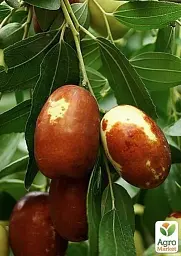 Саджанець Agro-Market Зизифус Китайський 2а (середній термін дозрівання, високоврожайний сорт) 1 шт. в упаковці (21390) - мініатюра 3