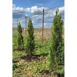 Саджанець Agro-Market Туя західна Смарагд (Smaragd) горщик P9 (38188) - мініатюра 5