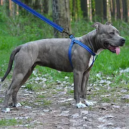 Шлея для собак Barksi Active світловідбивна (обхват грудей 45-56 см ширина 2 см) синя - мініатюра 5