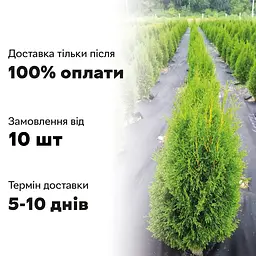 Semi Туя Смарагд західна Пірамідальна крона h - 100-110 см Хвоя зелена - мініатюра 6