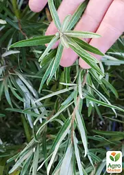 Саджанець Agro-Market Обліпиха 2-річна Лебідь укорінена в контейнері (хлопчик-запилювач) 1 шт. в пакуванні (182548) - мініатюра 2