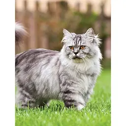 Cats - Фотопулос Джуліанна - мініатюра 3