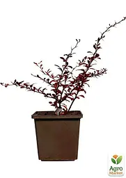 Саджанець Agro-Market Барбарис Тунберга Dart´s Red Lady (контейнер P9, висота 15-18 см) (25859) - мініатюра 2