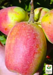Саджанець Agro-Market Яблуня Кандиль синап (осінній сорт, середній термін дозрівання) 1 шт. в упаковці (46268) - мініатюра 3