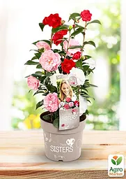 Саджанець Agro-Market LMTD Камелія гібридна 3-х річна Three Sisters (висота 80-100см, горщик С6) (180006) - мініатюра 2