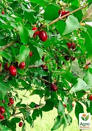 Саджанець Agro-Market Кизил Елегантний (середній термін дозрівання, великоплідний сорт) 1 шт. в пакуванні (177905) - мініатюра 2