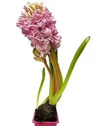 Цибулина Agro-Market Гіацинт Fondant 1 шт. в упаковці (50645) - мініатюра 4