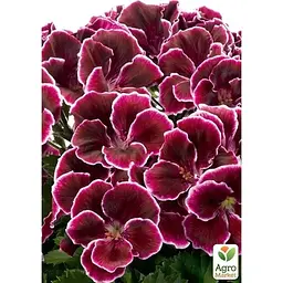 Саджанець Agro-Market Пеларгонія Королівська Novita Classic Plum (176670) 1 шт. в упаковці - мініатюра 2