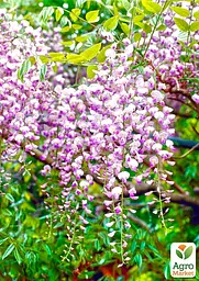 Гліцинія 3-х річна японська "Іссаї" (Wisteria chinensis Issai) С2 висота саджанця 60-100см (185367) 1 саженец Нідерланди - мініатюра 4