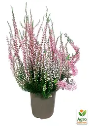Саджанець Agro-Market Верес звичайний Melina (44264) - мініатюра 4