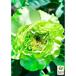 Троянда чайно-гібридна Agro-Market Super Green саджанець класу АА+ вищий сорт 1 шт. в упаковці (37201) - мініатюра 2