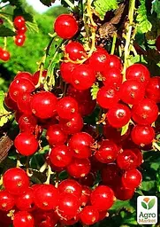 Саджанець Agro-Market Порічка (смородина) на штамбі Йонкер Ван Тетс Jonkheer Van Tets) середньо-раннього терміну дозрівання, хворобостійкий сорт) 1 шт. в пакуванні (44846) - мініатюра 3