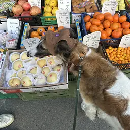 Панама для собак Hat-Dog Капучино (S) - мініатюра 5