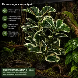 Штучна рослина Hobby Ficus Elastica 2 55 см (37706) для тераріуму, акватераріуму та палюдаріуму - мініатюра 3
