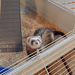 Двоповерхова клітка Ferplast Furet Tower для тхорів на колесах - мініатюра 7