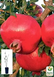 Саджанець Agro-Market Гранат садовий Гюлейша червона 2-х річний 40-60 см 1 шт. в упаковці (72015) - мініатюра 3