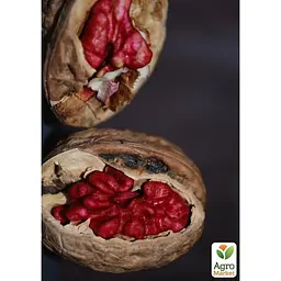 Саджанець Agro-Market Волоський горіх Роберт Лівермор (ексклюзивний, красноядрий, екзотичний) (61841) - мініатюра 3