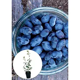 Саджанець Agro-Market Жимолость Гордість Кубані (середньопізній термін дозрівання, один з лідируючих сортів) 1 шт. в упаковці (43970) - мініатюра 2
