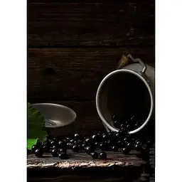 Саджанець Agro-Market Смородина чорна Гоферт (Gofert) (ранній термін дозрівання, високоврожайний сорт) 1 шт. в упаковці (44817) - мініатюра 3