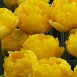 Тюльпан "Yellow Pomponette" 3 шт (50718)