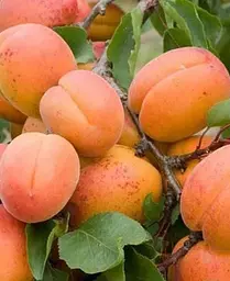 Саджанець Agro-Market Абрикос Аврора (35790) 1 шт. в упаковці - мініатюра 4